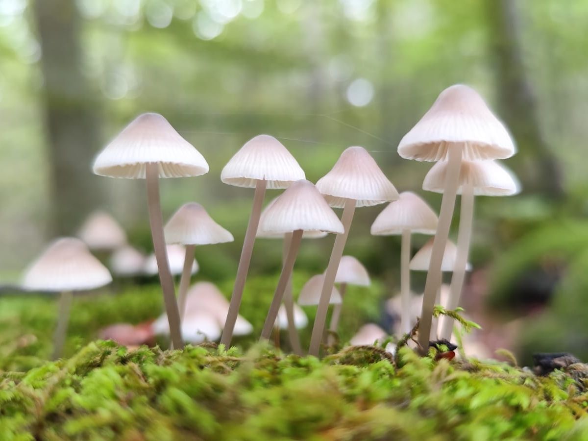 Mushrooms bathing - Un bagno di funghi (escursione)
